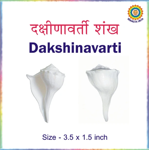Dakshinavarti Shankh | Shell ( pack of 1pcs)